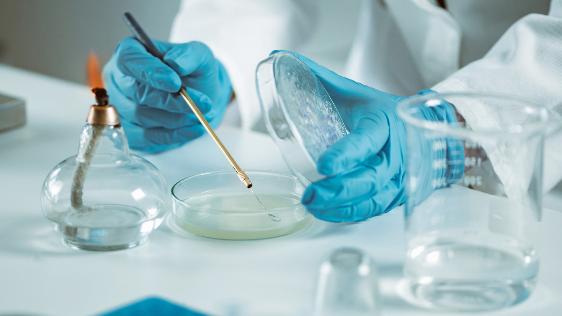 Gloved hands using a pipette and petri dish in a bright laboratory setting