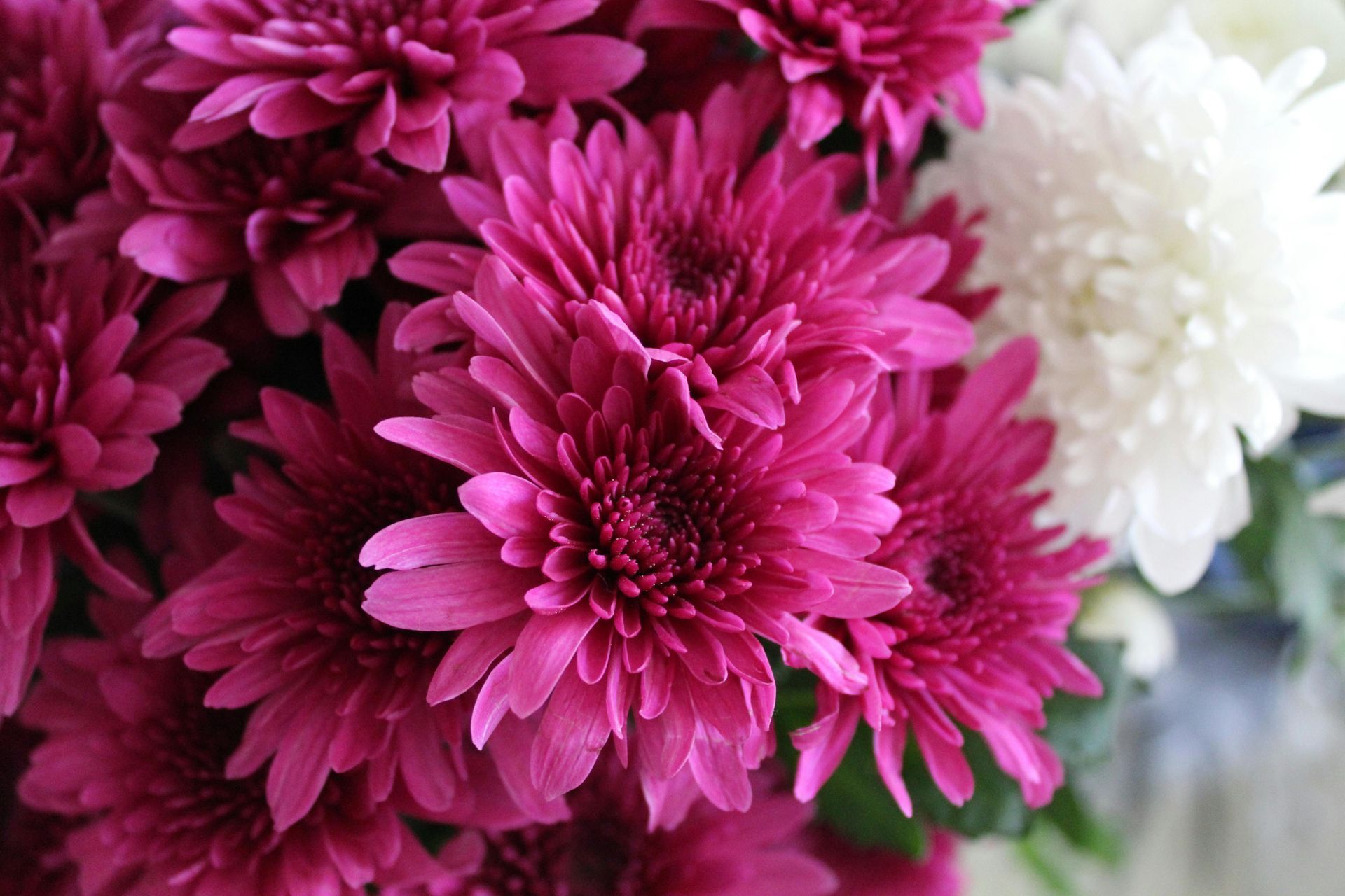 Un gros plan d'un bouquet de fleurs roses et blanches.