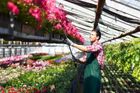 Un homme travaille dans une serre avec des fleurs.