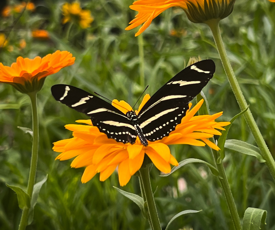 Butterfly Haven