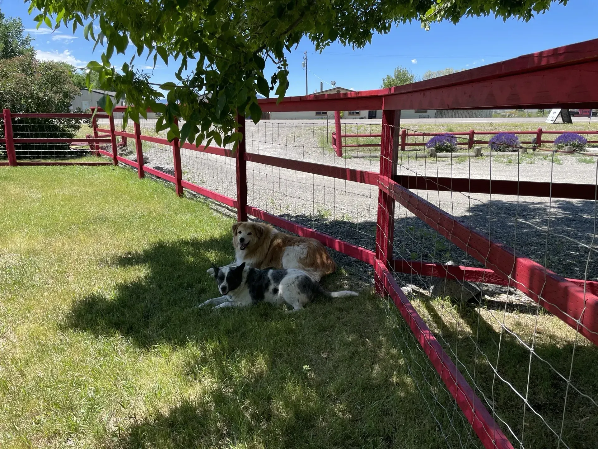 Dog Runs
