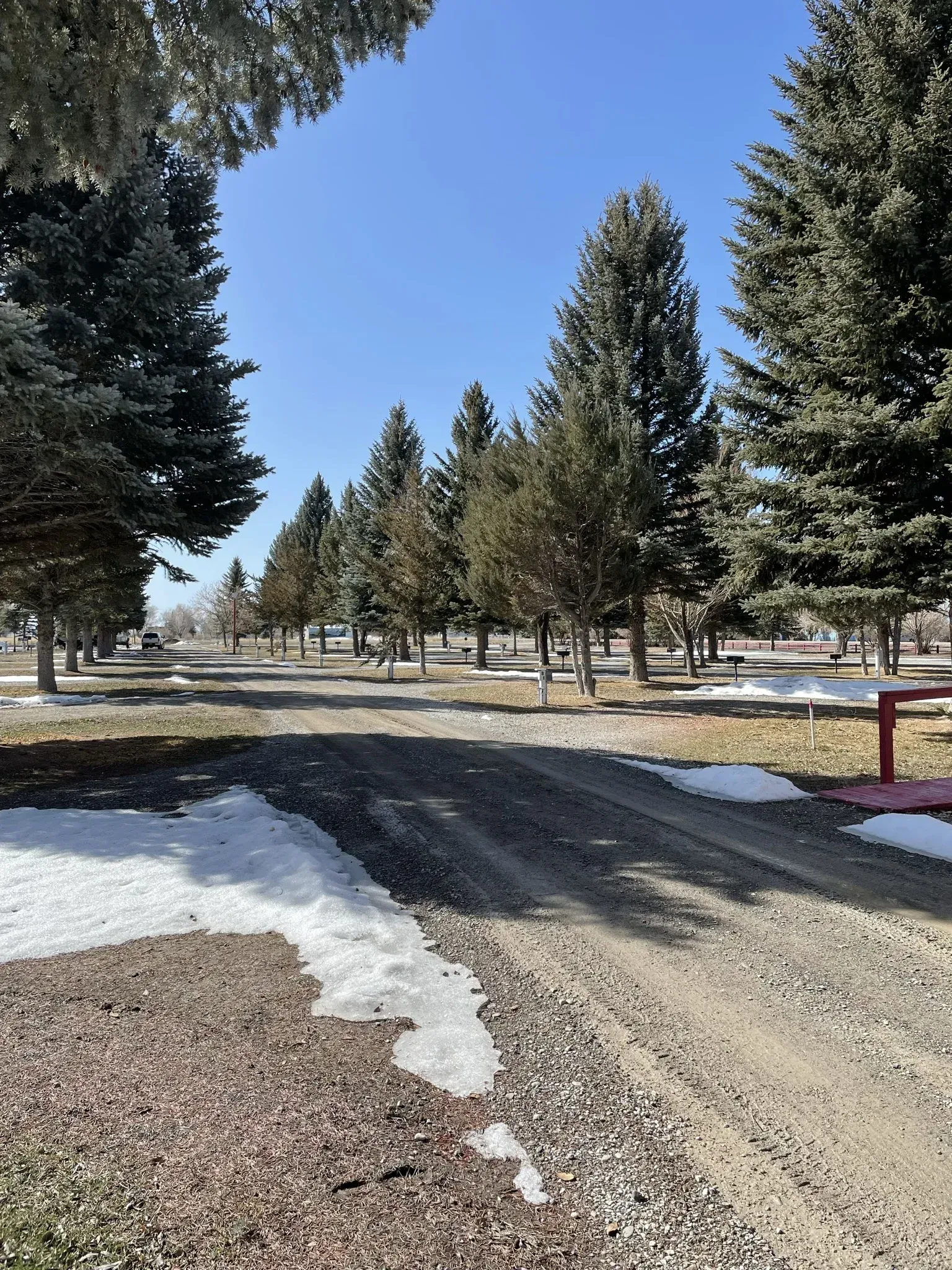 Gravel road through a campground with snow patches, tall trees, and blue sky.