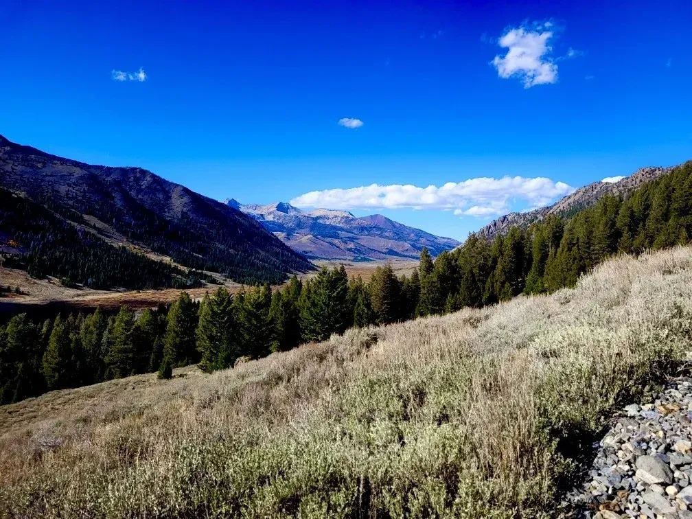 Mountain valley with evergreen trees, grassy hillside, and bright blue sky with clouds.