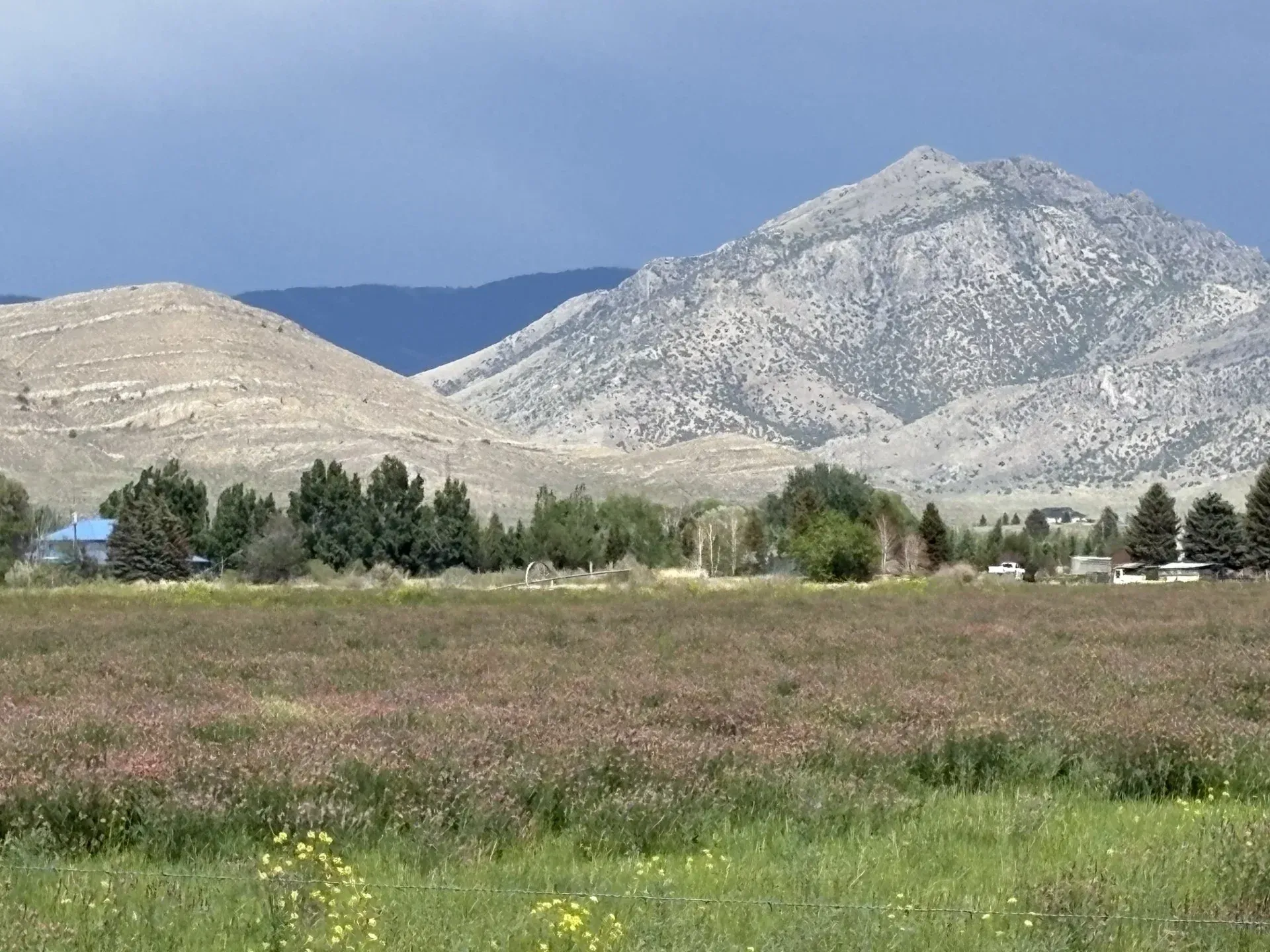 Field of wildflowers with mountain backdrop.