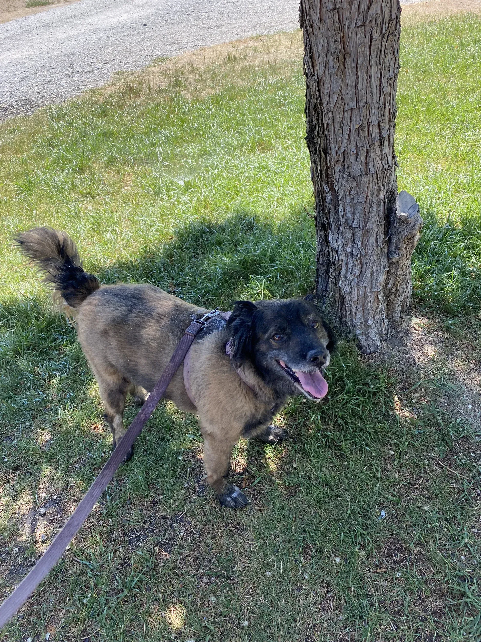 Dog on leash near a tree, looking at the camera with its tongue out, on green grass.