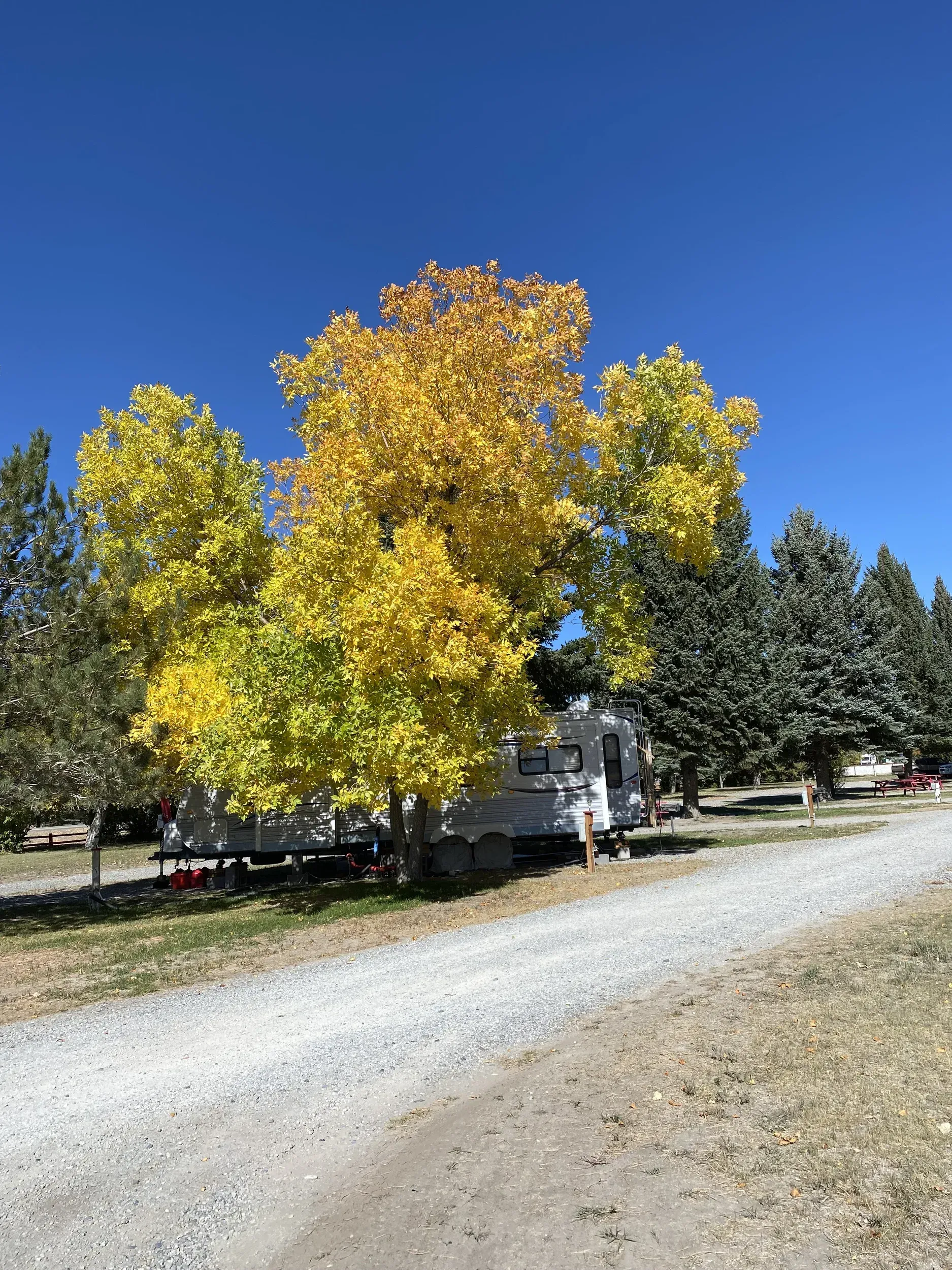 RV parked under a tree with golden yellow leaves on a gravel road, blue sky background.