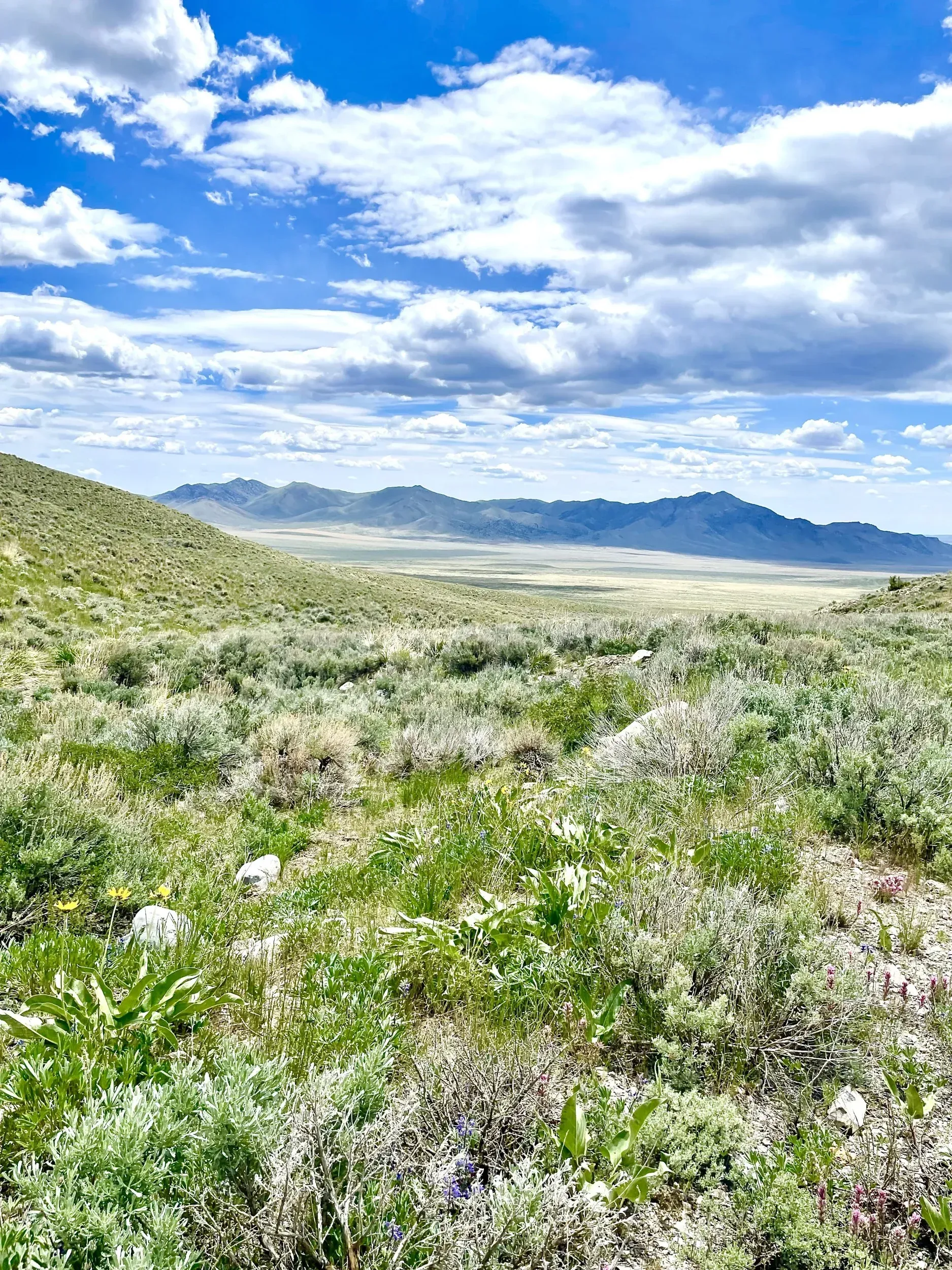 Green hillside with wildflowers and distant mountains under a cloudy blue sky.