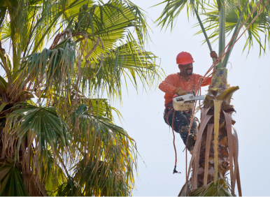 palm tree trimming service in Irvine CA