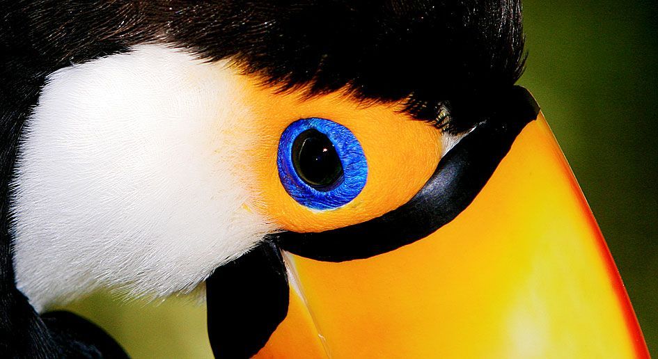 Parque das Aves em Foz do Iguaçu