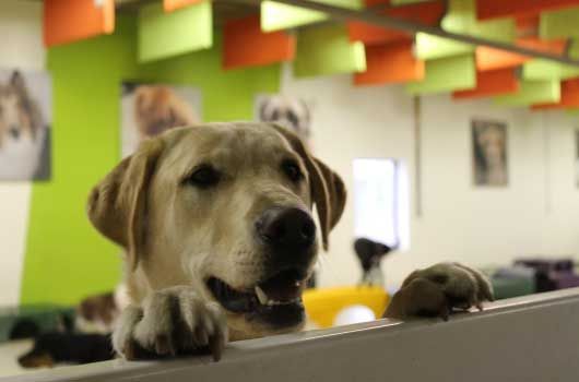 A dog is peeking over a wall in a room.