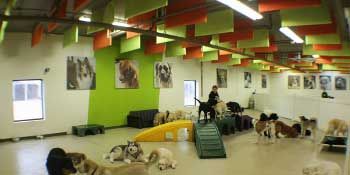A group of dogs are playing in a large room.