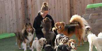 A woman is standing next to a group of dogs.