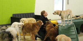 A woman is kneeling down in front of a group of dogs.