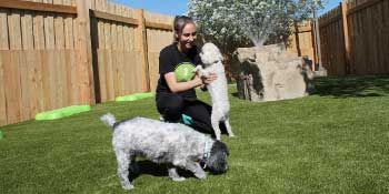A woman is playing with two dogs in a backyard.