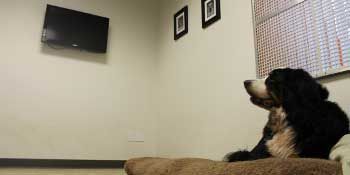 A dog is sitting on a dog bed in a room.