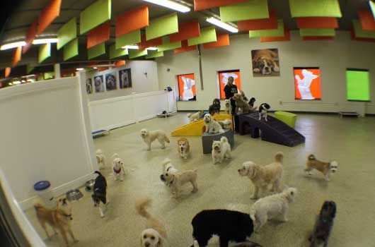 A group of dogs are playing in a large room