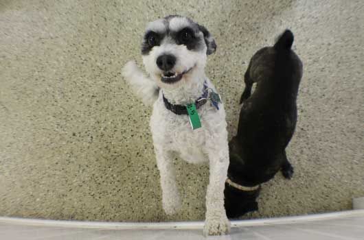 Two dogs are standing next to each other on a carpeted floor.