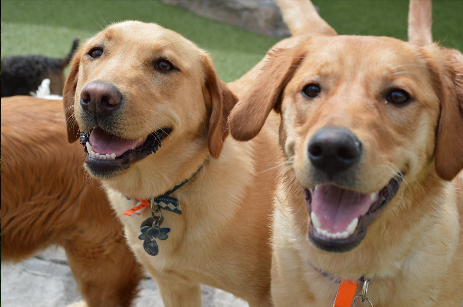 Three dogs are standing next to each other on a rock.