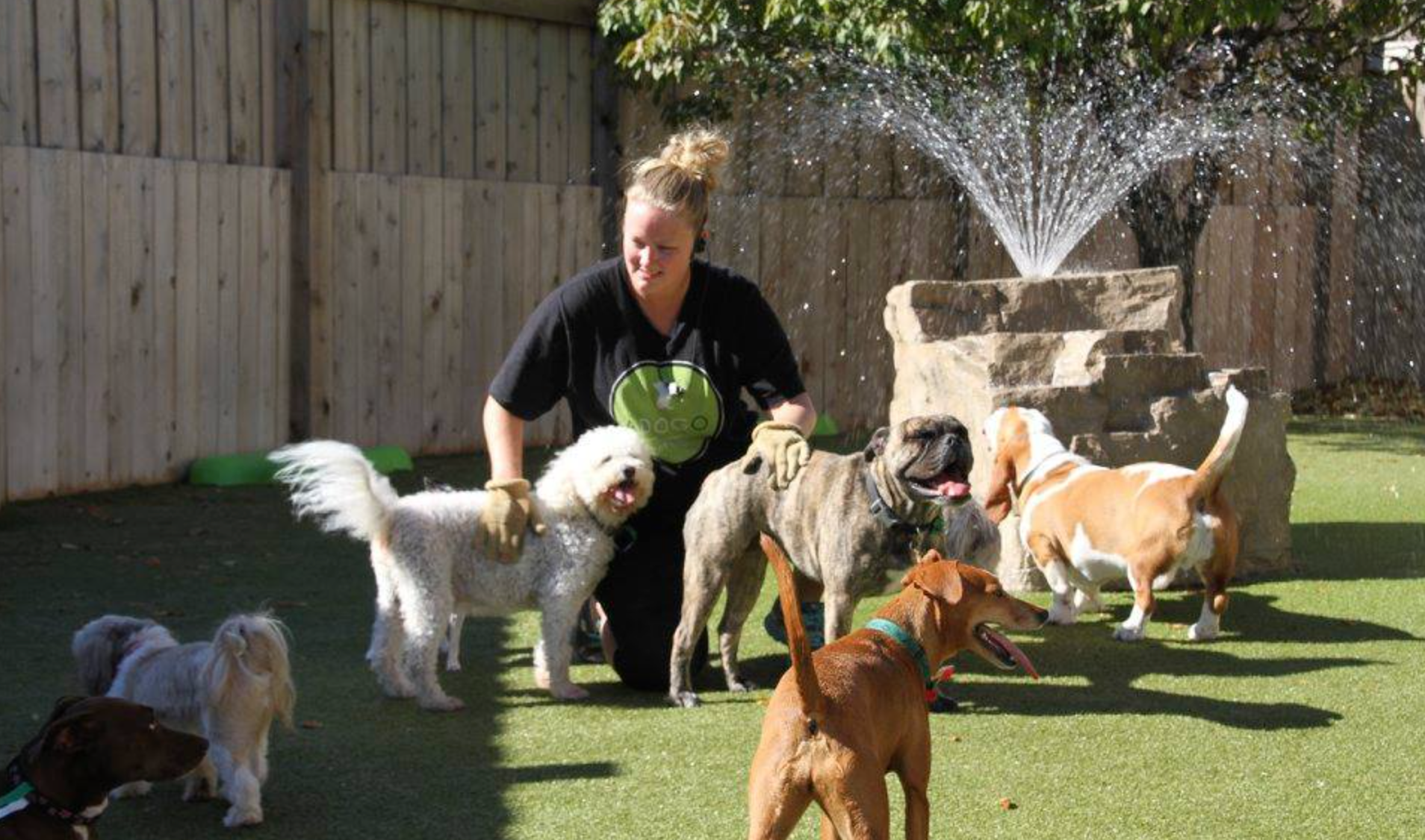 A woman is standing next to a group of dogs.