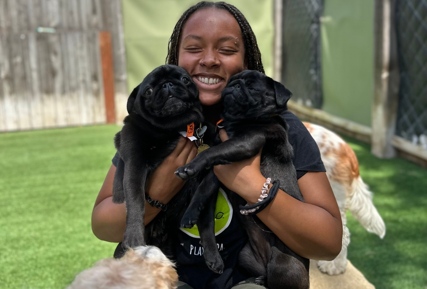 A woman is holding two pug puppies in her lap