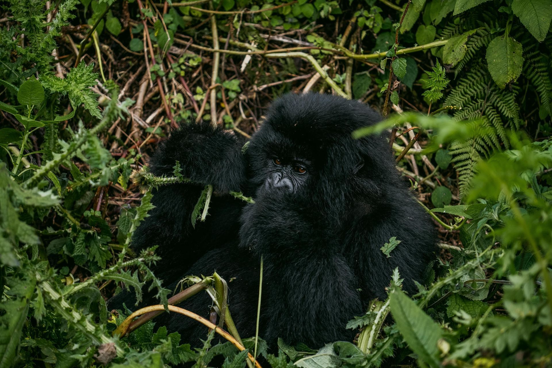 Rwanda & Uganda