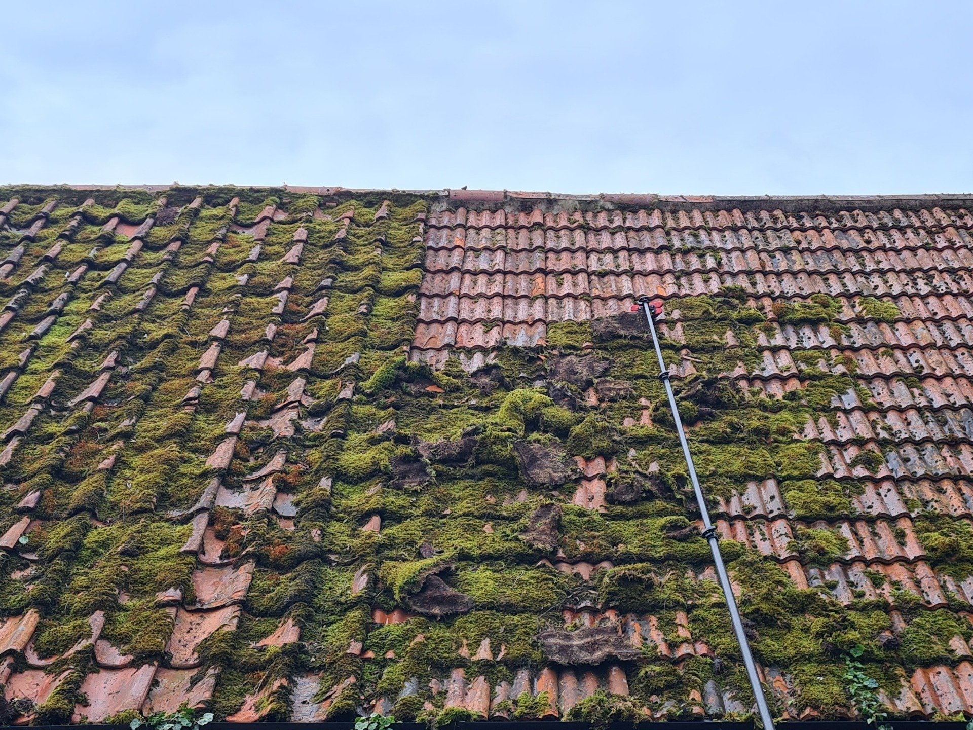 Moss Removal Roof Cleaning The Ultimate Guide