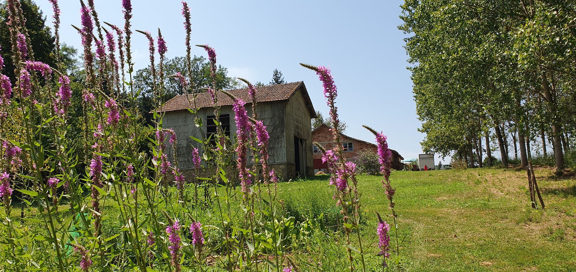 Fleurs violettes dans un champ avec une séchoir en arrière-plan