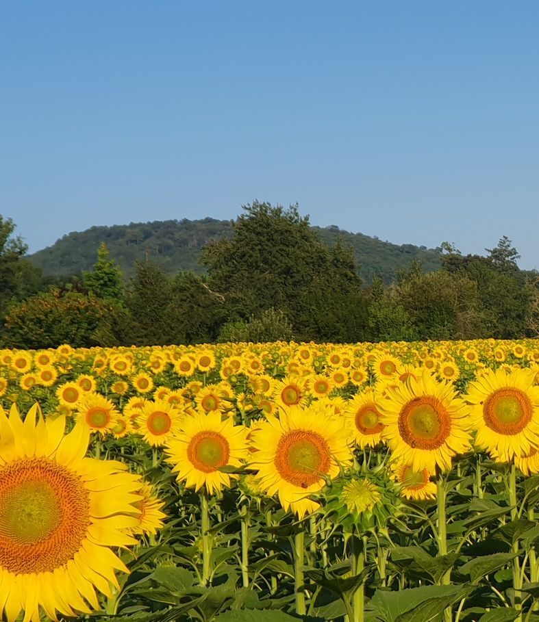Un champ de tournesols avec une montagne en arrière-plan