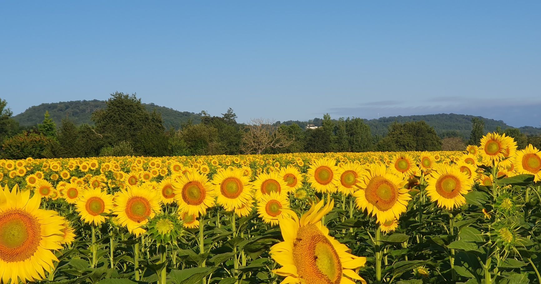 Un champ de tournesols avec des montagnes en arrière-plan