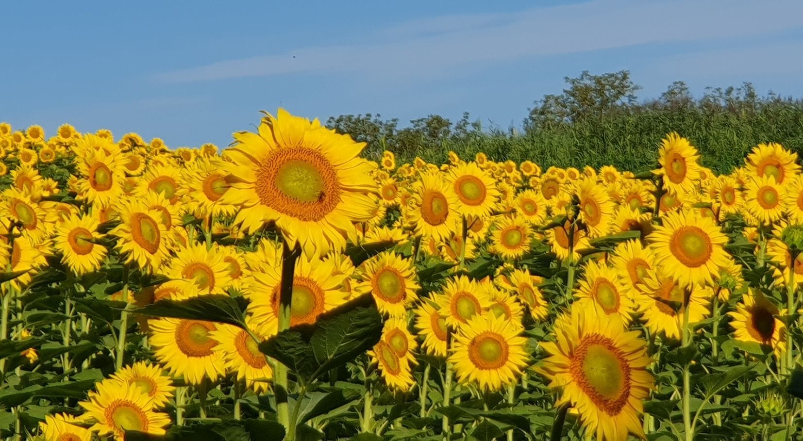 Een veld vol gele zonnebloemen, gericht naar de zon onder een helderblauwe hemel.