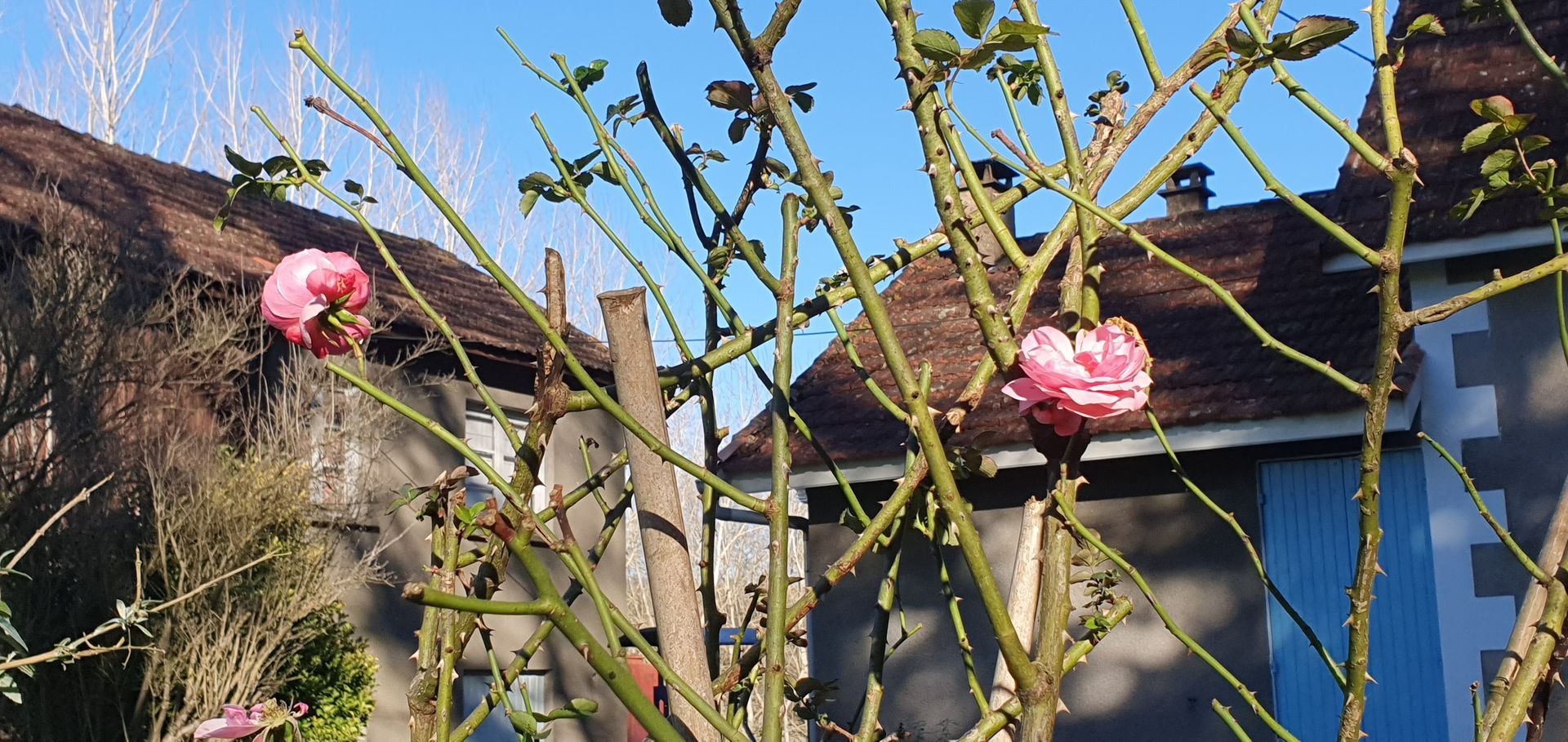 Een struik in de winter met een roze roos voor het huis 