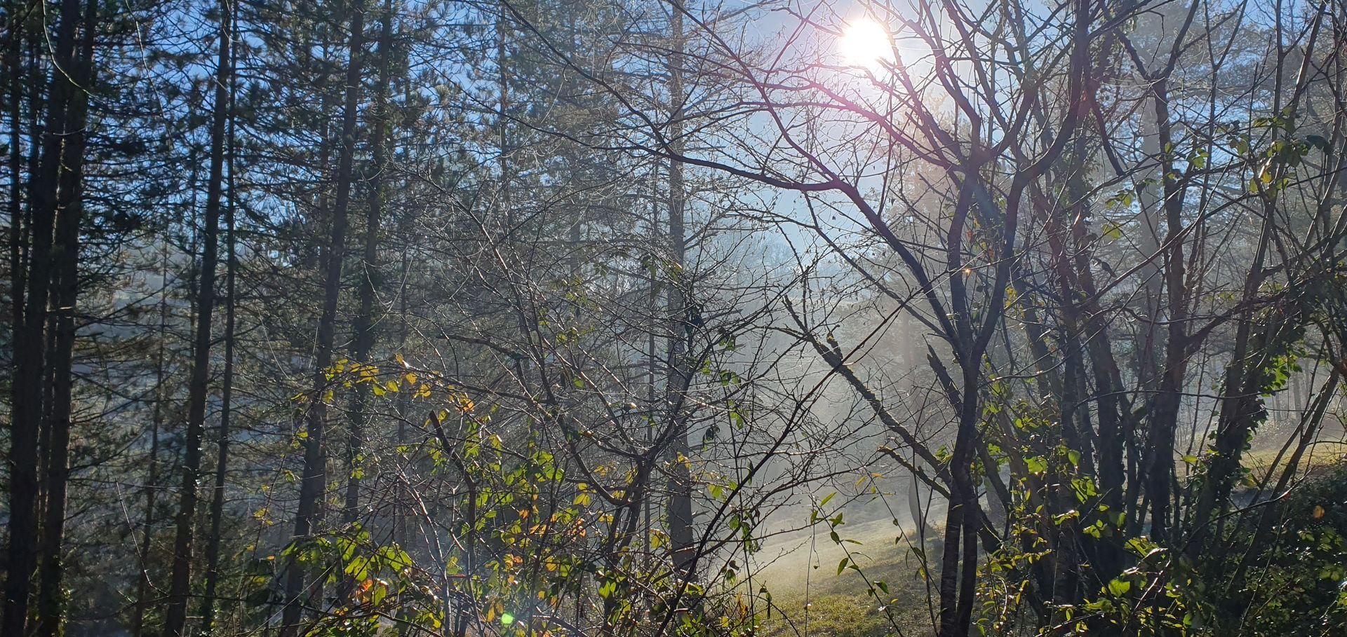 De zon schijnt door de bomen in een mistig bos