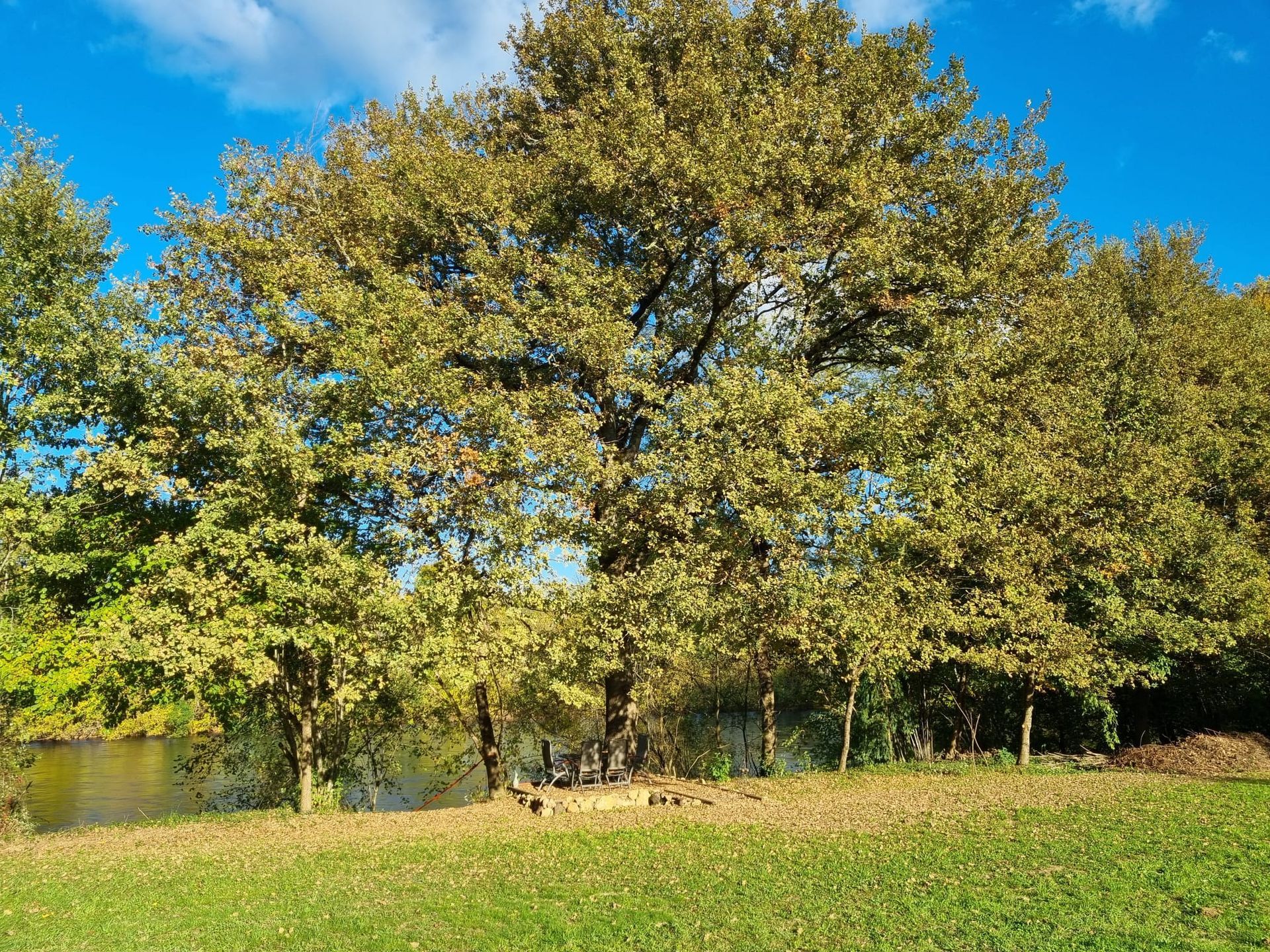 Bomen met geelgroene bladeren aan een waterpartij onder een blauwe hemel.