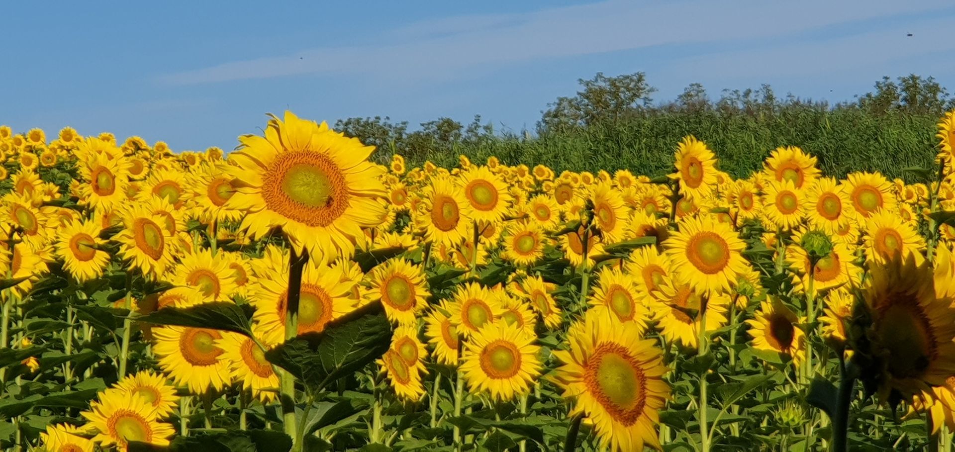 Felgele zonnebloemen bloeien in een veld onder een helderblauwe hemel.
