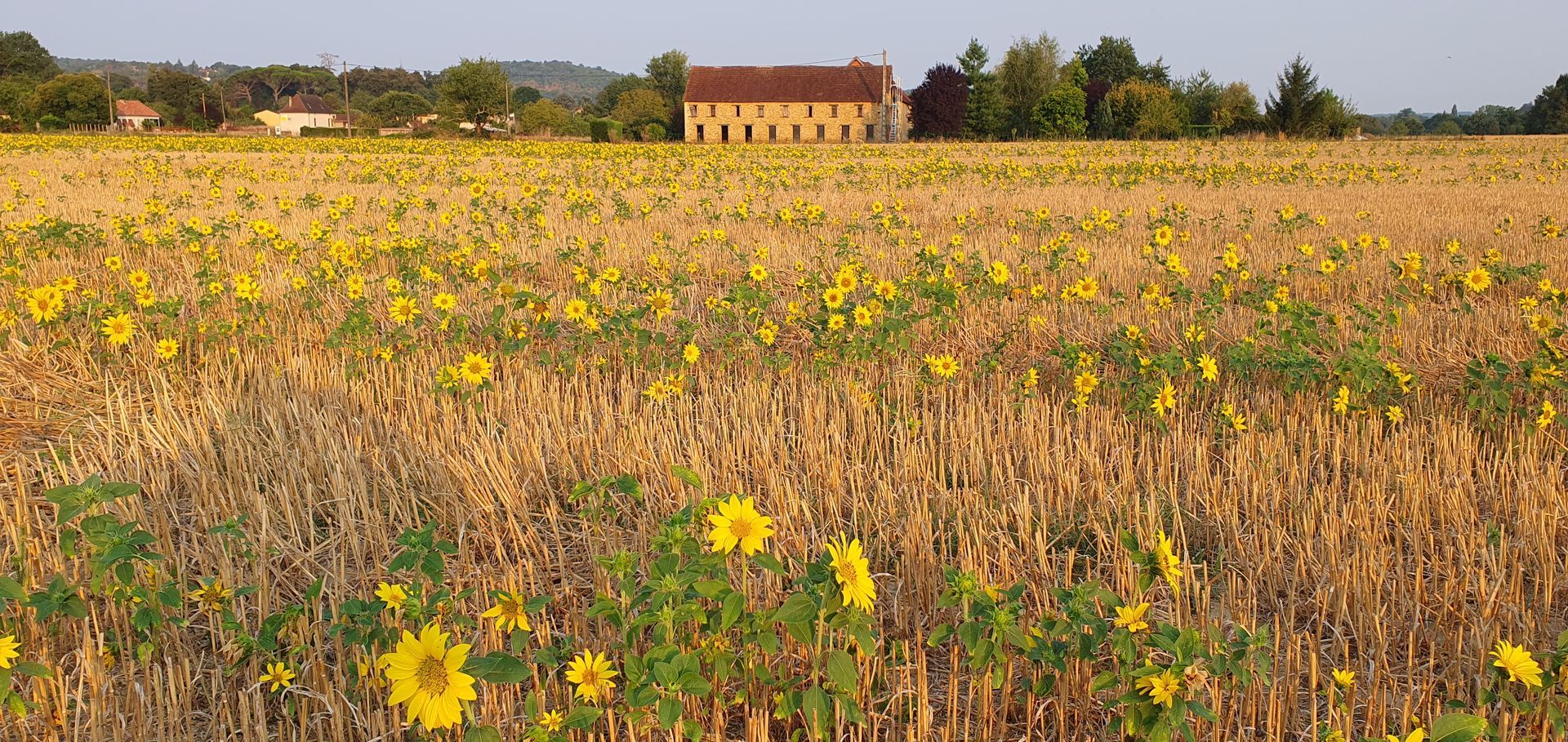 Yellow wildflower field with a farmhouse in the distance under a clear sky