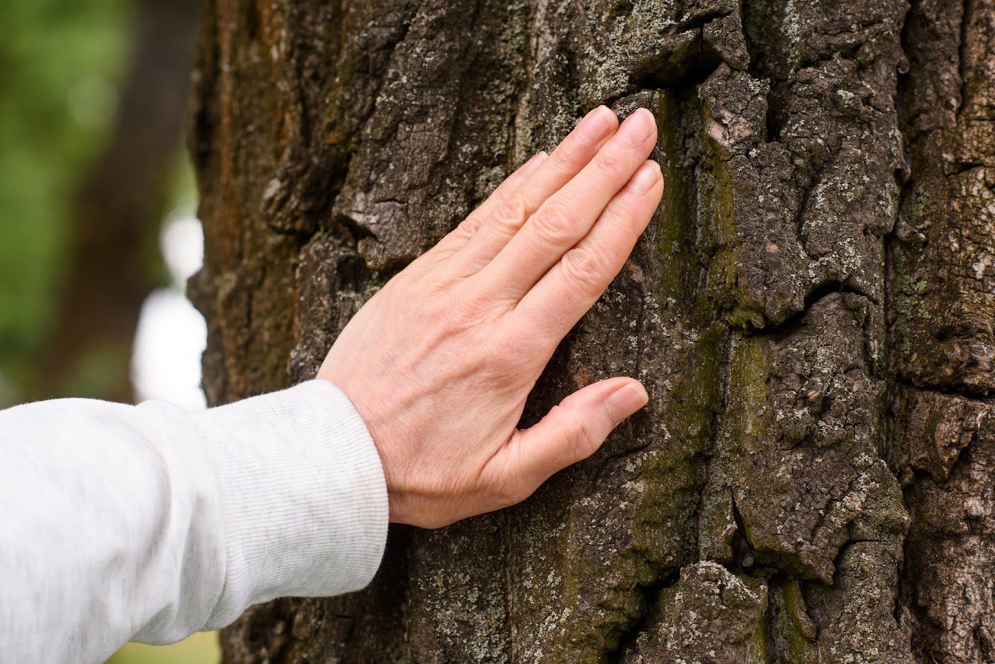 Hand touching the rough bark of a tree.