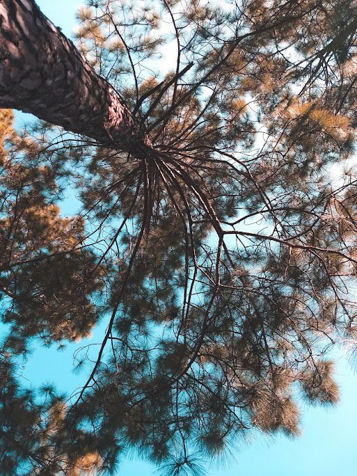 View of a Tree From The Ground — Fenton, MO — Baumann Tree View of a Tree From The Ground — Fenton, MO — Baumann Tree