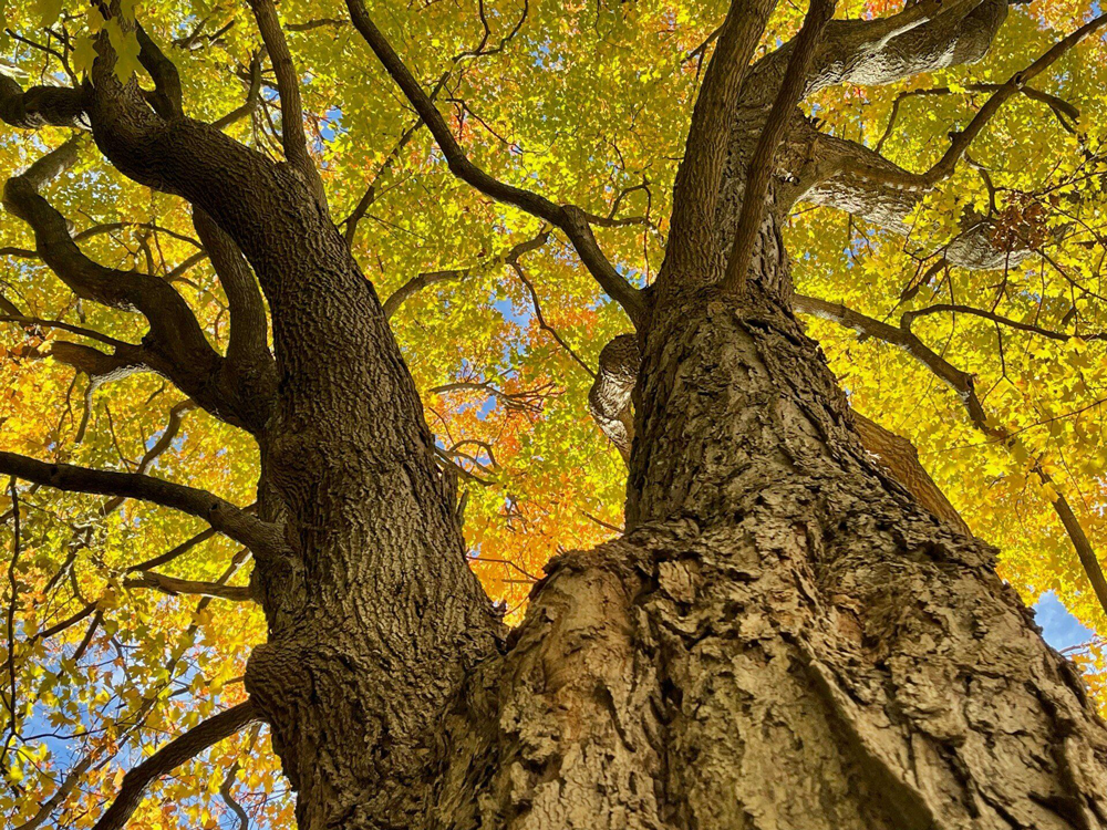 Commercial Tree Services St Louis Mo Commercial Tree Services St Louis Mo