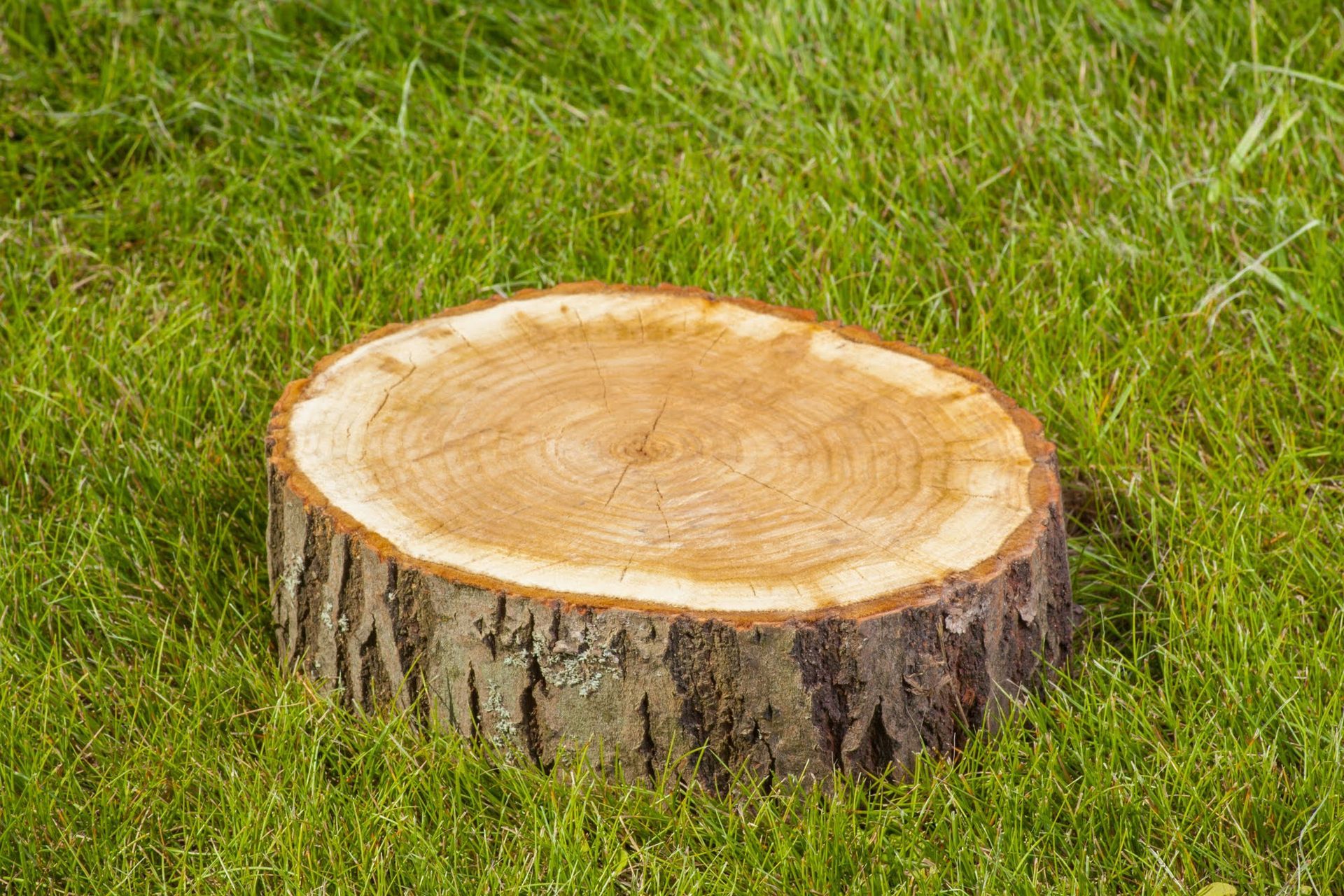 Tree stump in green grass.