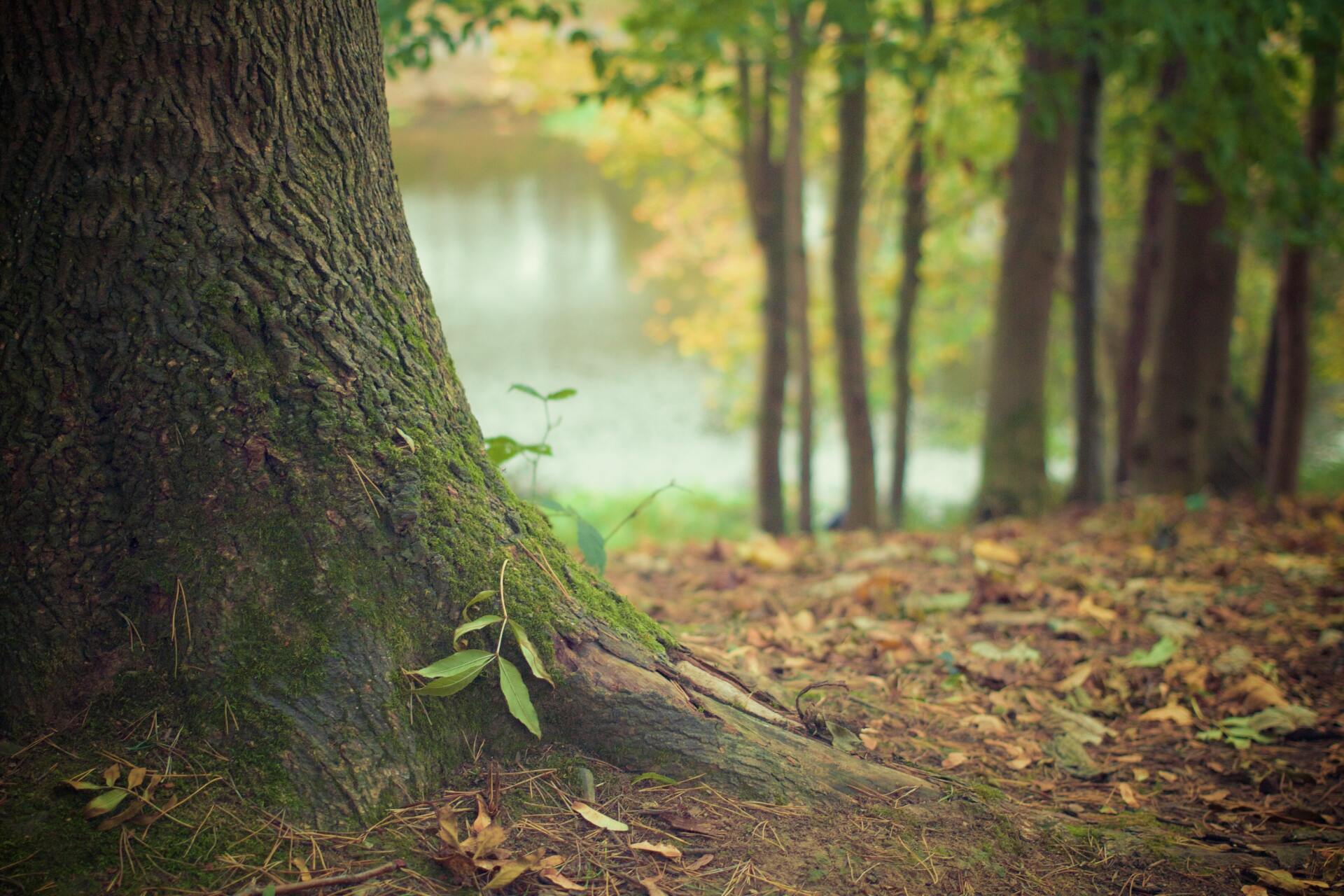 Tree trunk with moss, autumn leaves, and blurred forest and lake background.