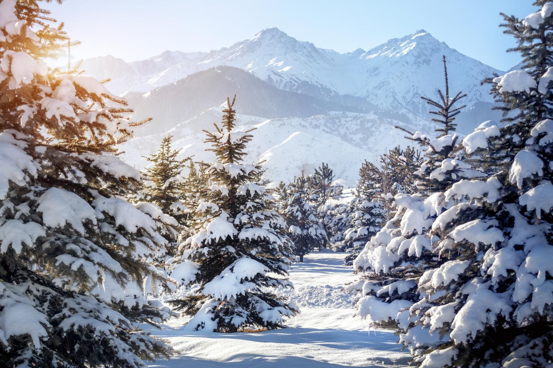 Snow-covered evergreen trees frame a mountain range under a bright blue sky.