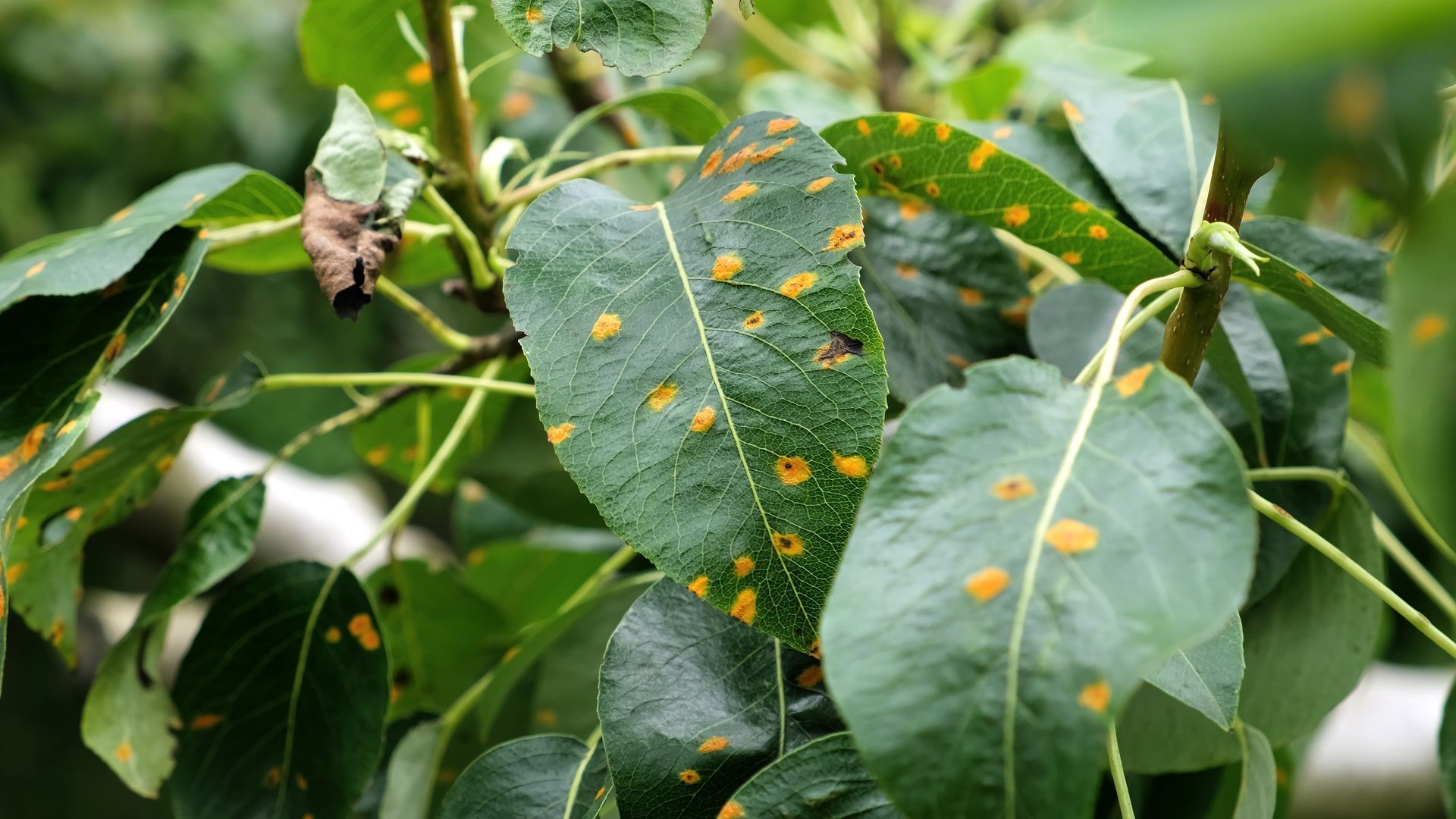Green leaves of a pear tree with rusted spots sway on a summer breeze, close-up. Green leaves of a pear tree with rusted spots sway on a summer breeze, close-up.