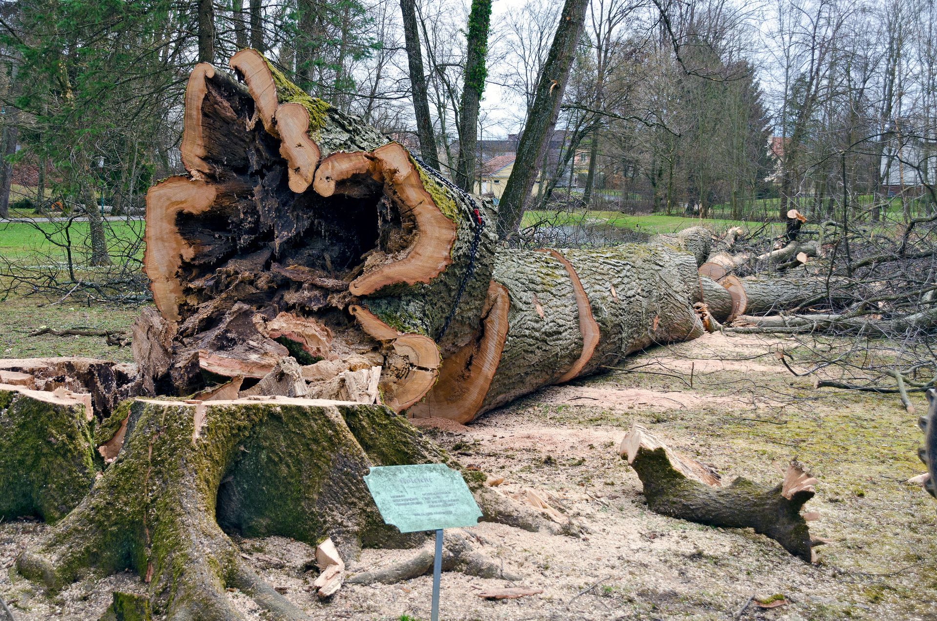 Tree Care Service Fenton MO