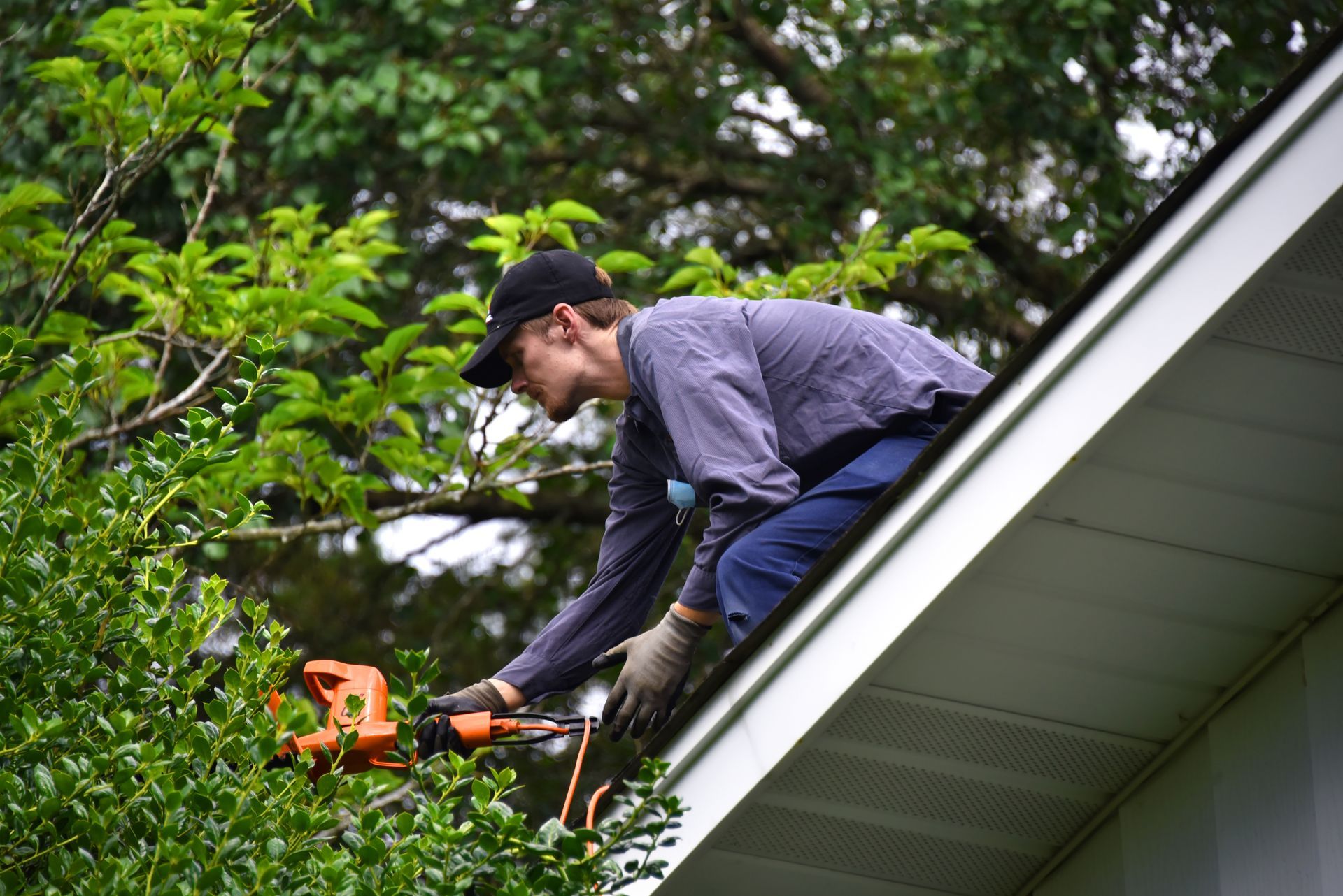 An arborist cutting limbs from a roof top.