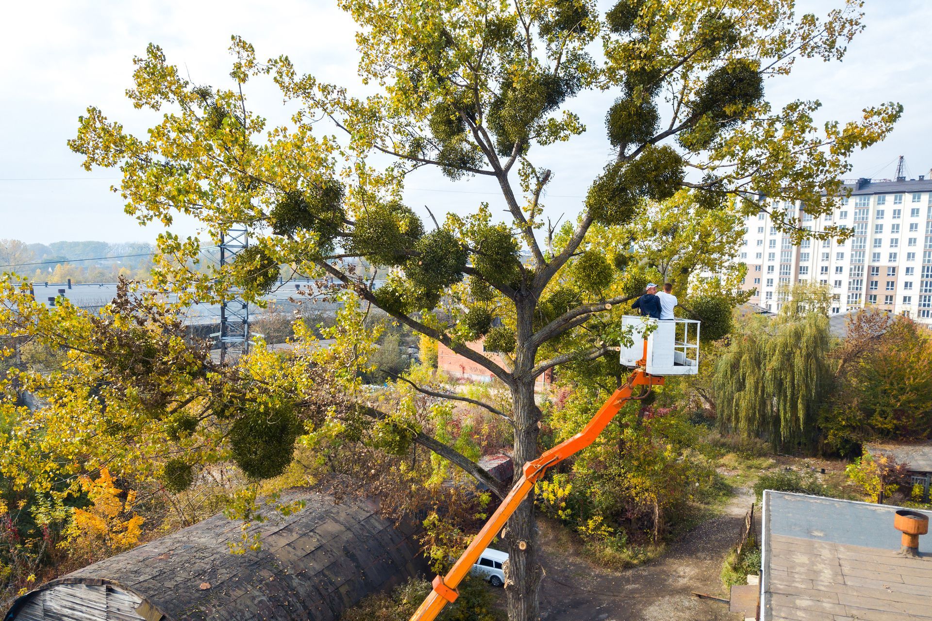 Professional tree care services using a bucket truck to prune high branches on a large tree.
