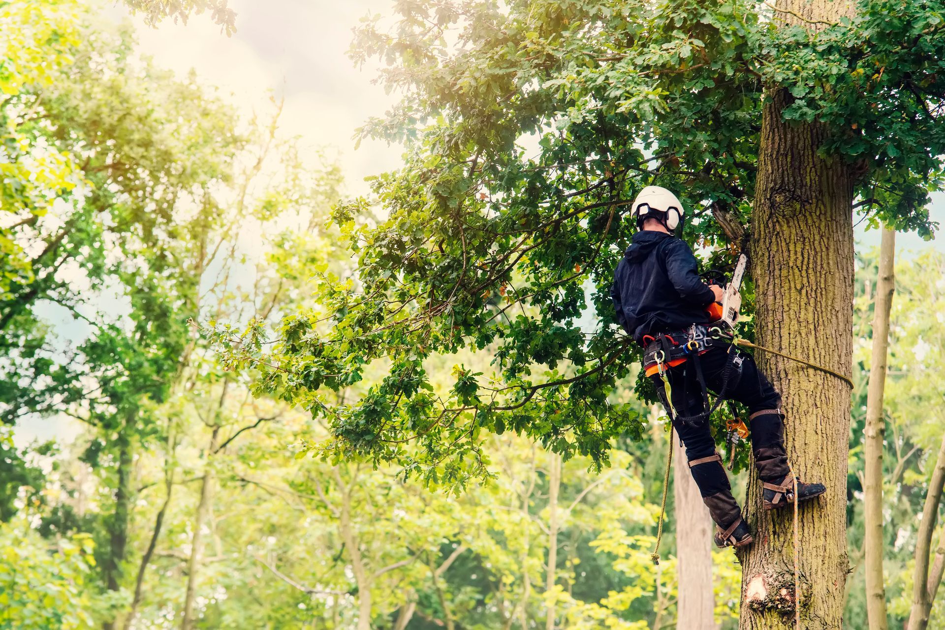 Arborist cutting down tree with petrol chainsaw. Arborist cutting down tree with petrol chainsaw.