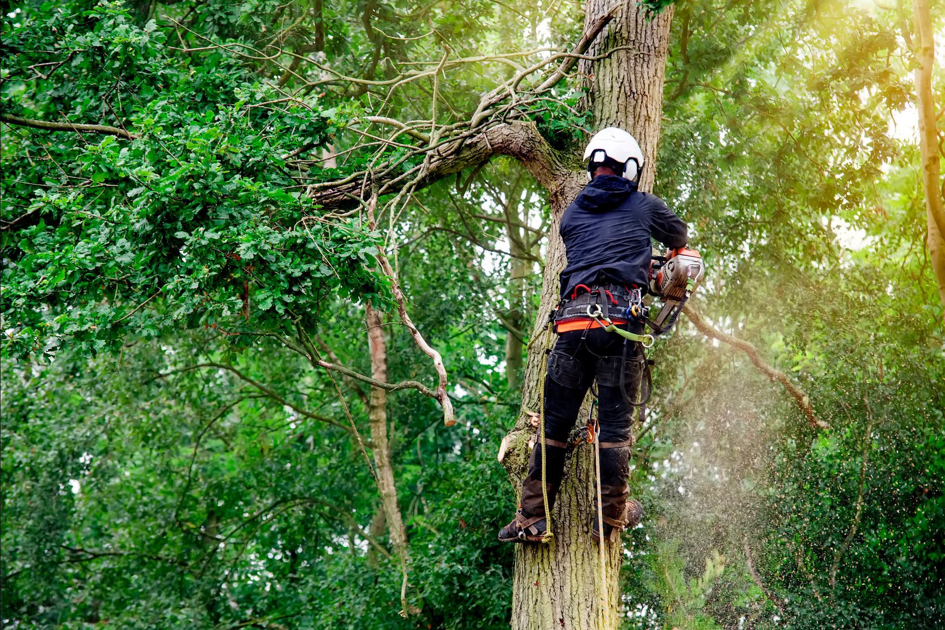 Person climbing a tall tree in a lush green forest, seen from behind with safety gear.