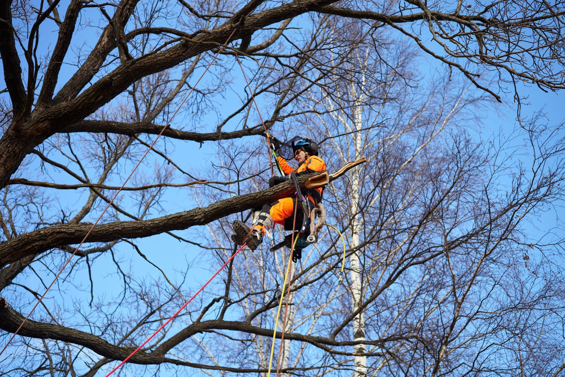 A man performs tree care service work in a lush forest, carefully tending to a large tree. A man performs tree care service work in a lush forest, carefully tending to a large tree.