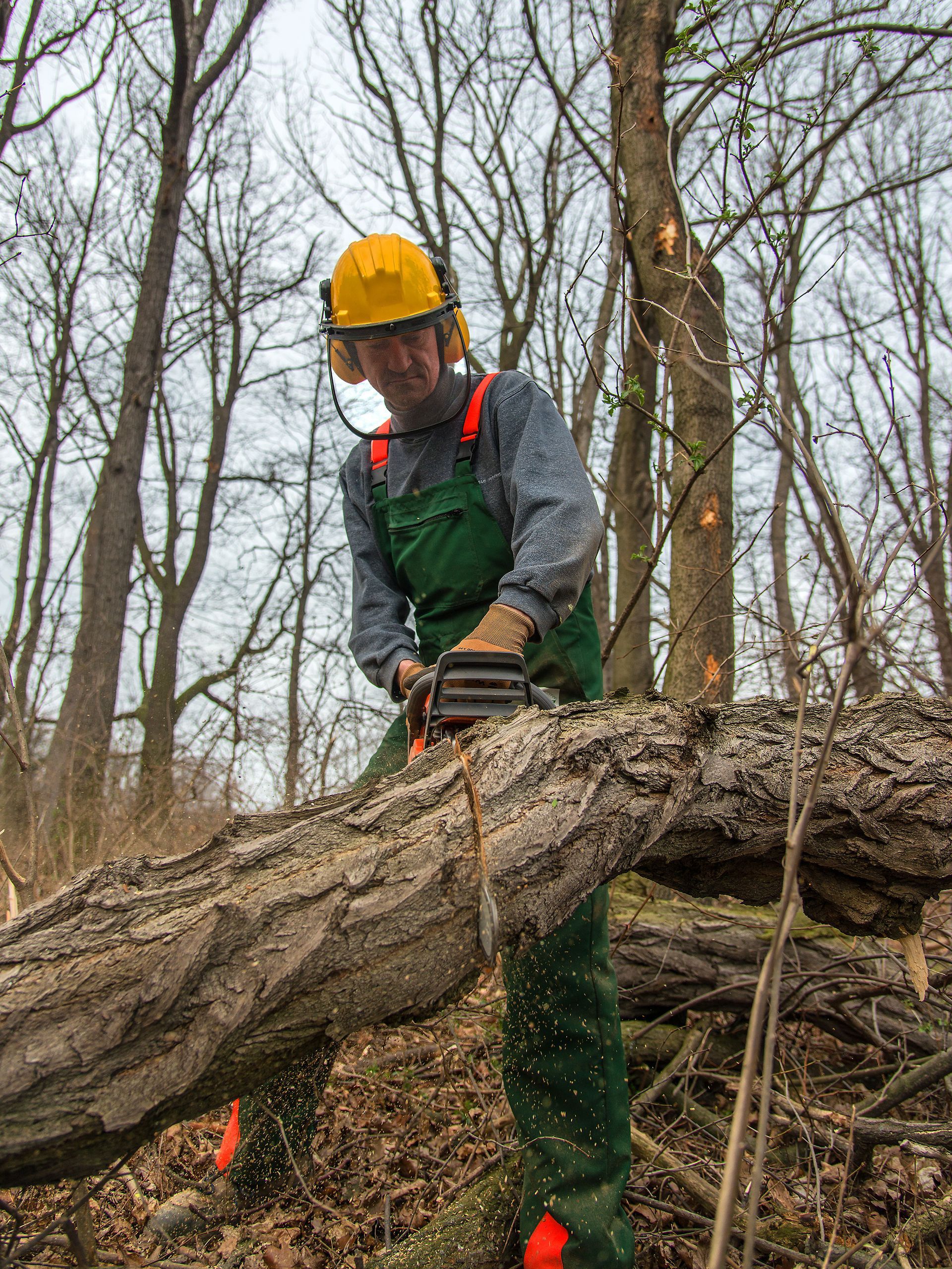 A professional landscaper cutting large tree limbs safely during a tree removal service.