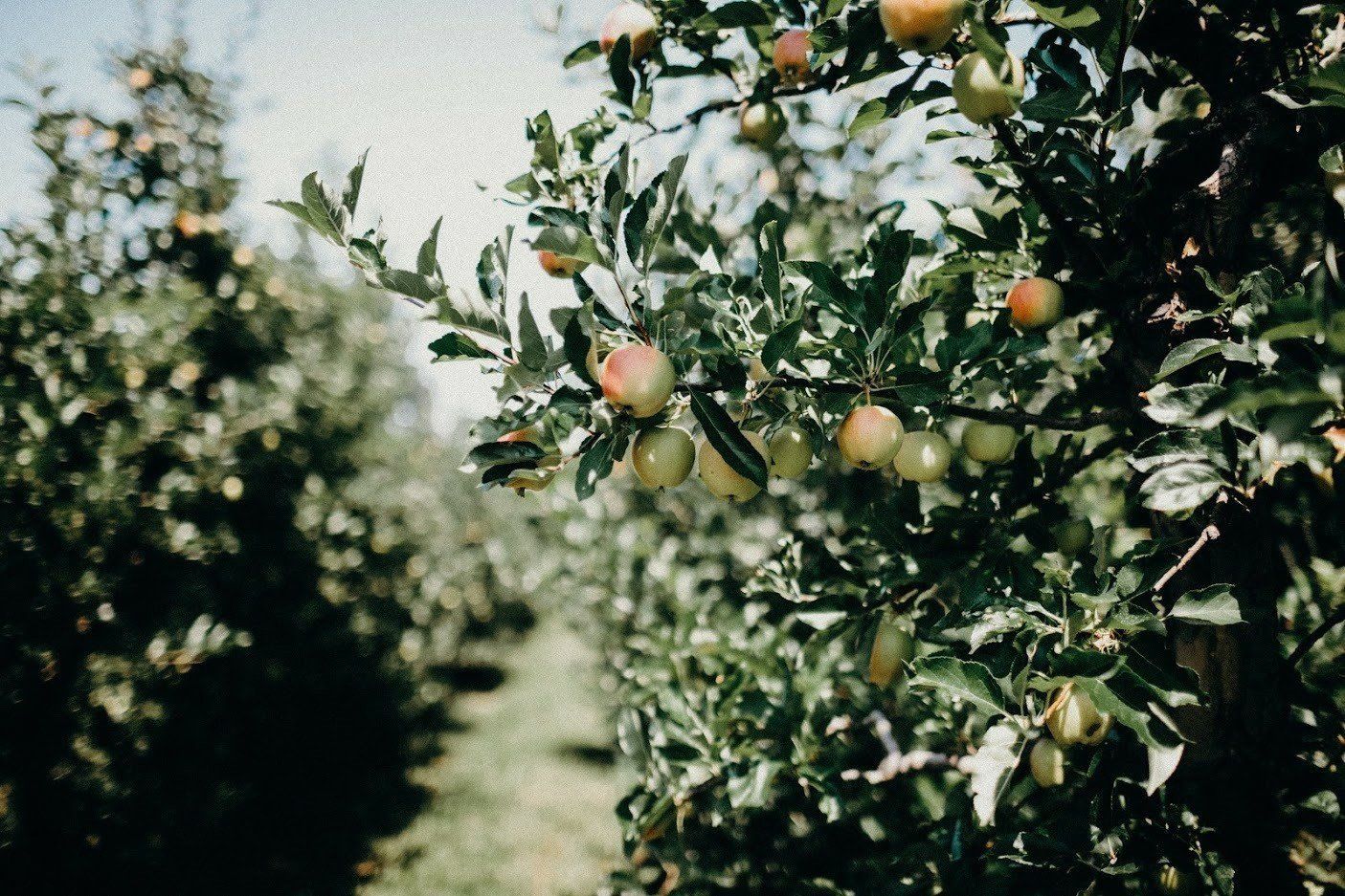 Trees With Tomatoes — Fenton, MO — Baumann Tree Trees With Tomatoes — Fenton, MO — Baumann Tree